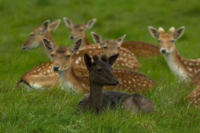 richmond young deer 820737 1280