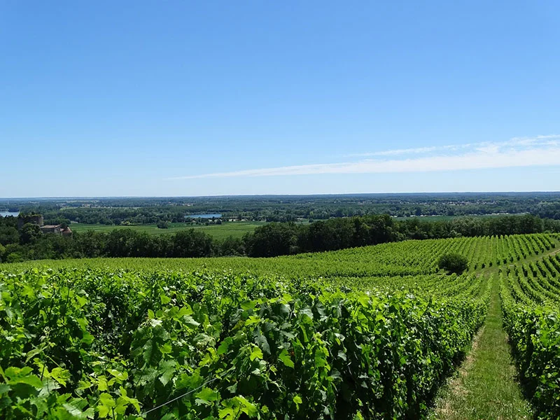 vineyard 3879892 1280