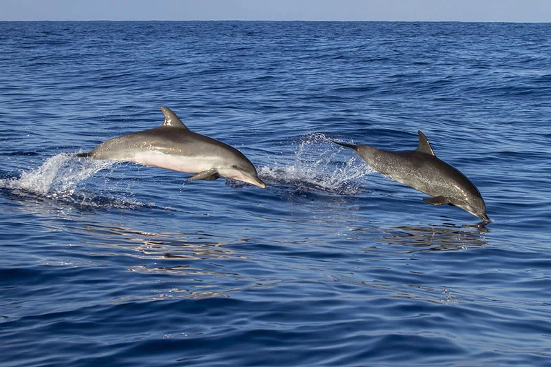 dolphins