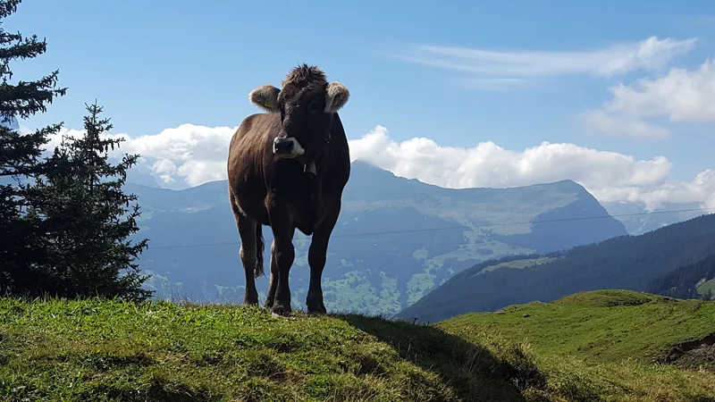 Via Alpina Hike 20