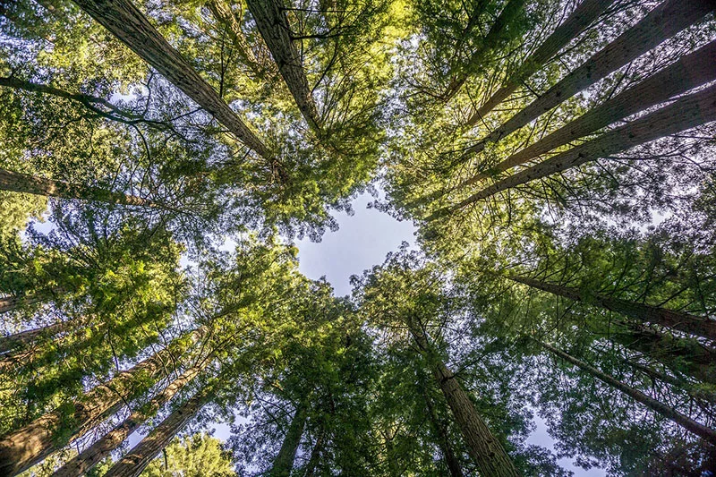 muir woods trees 2842682 1280