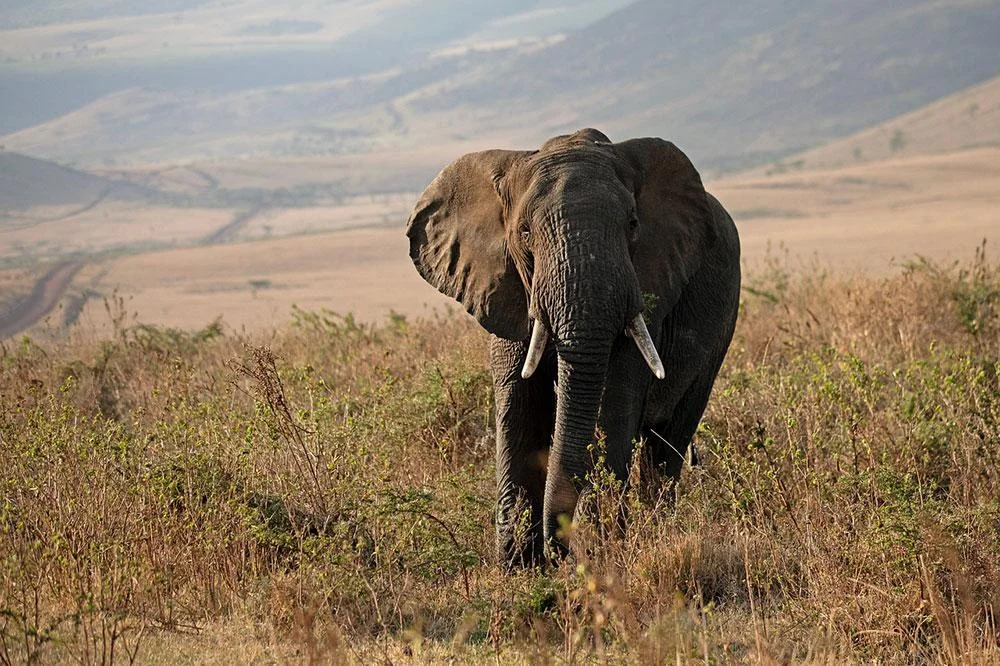elephant