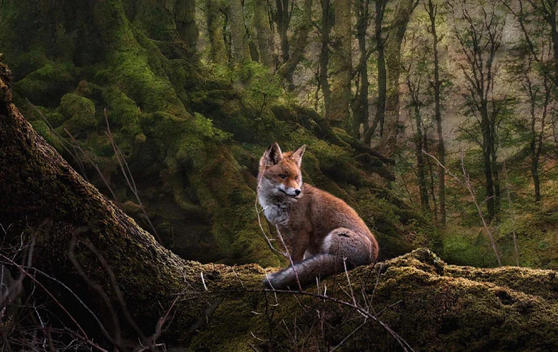 fox 6565786 1280