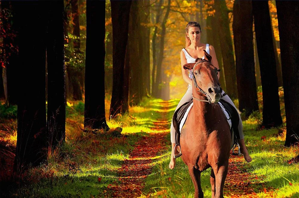 horse