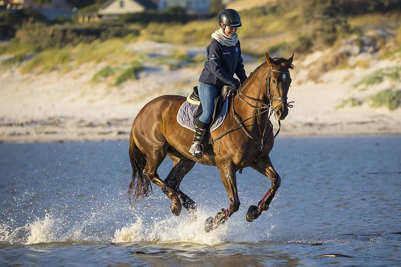 horse riding 4475581 800