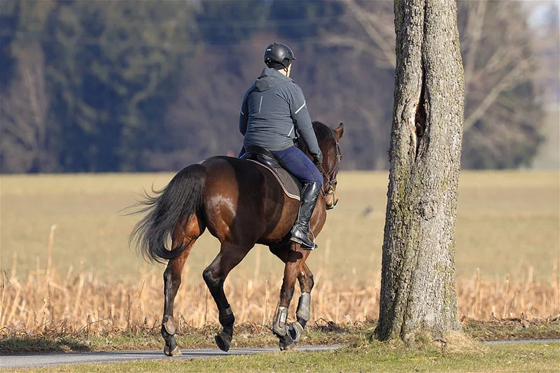 horse riding coat 6055695 800