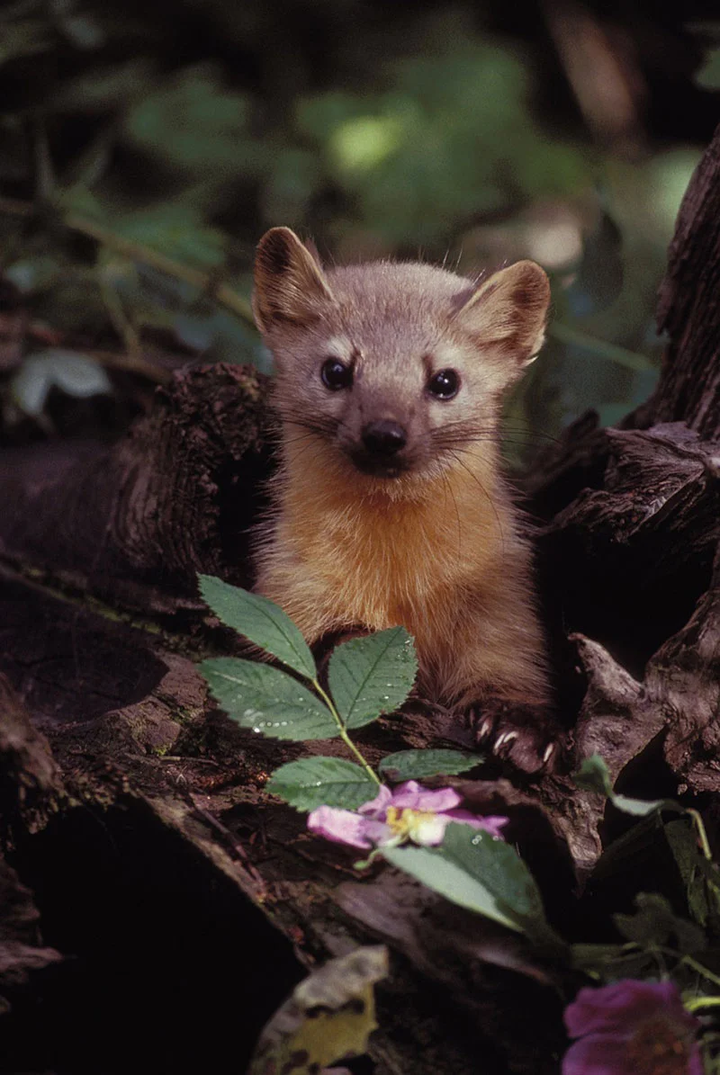 marten 86593 1280
