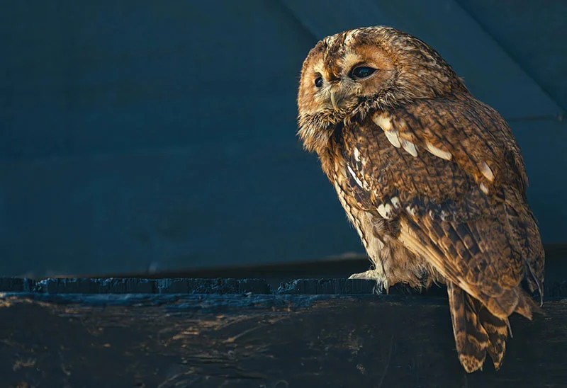 tawny owl 6082869 1280