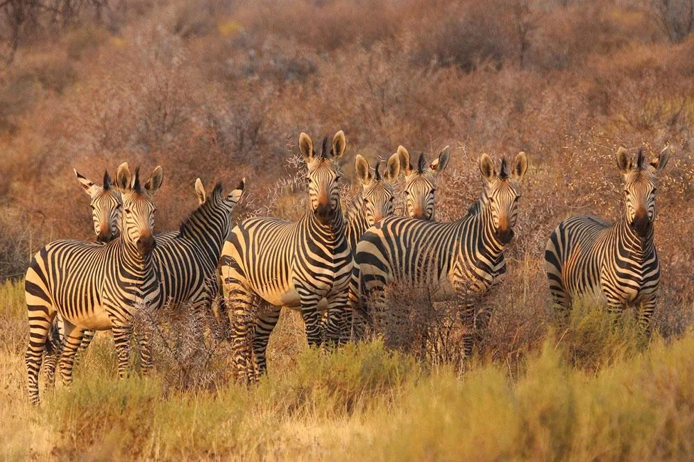 zebras